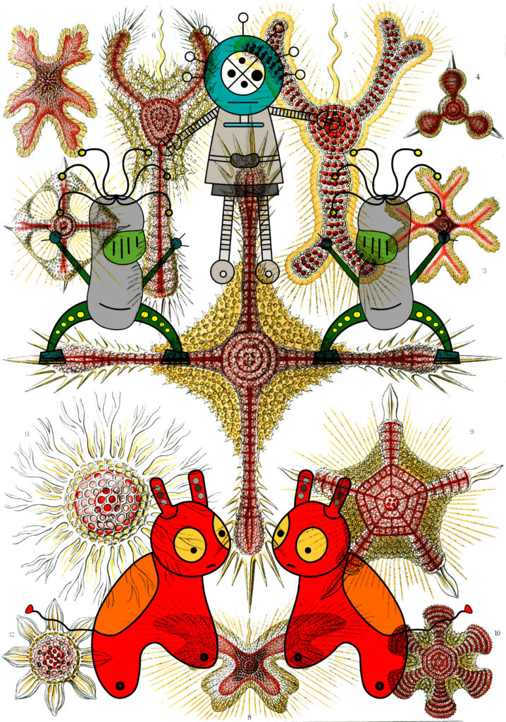 haeckel_discoidea